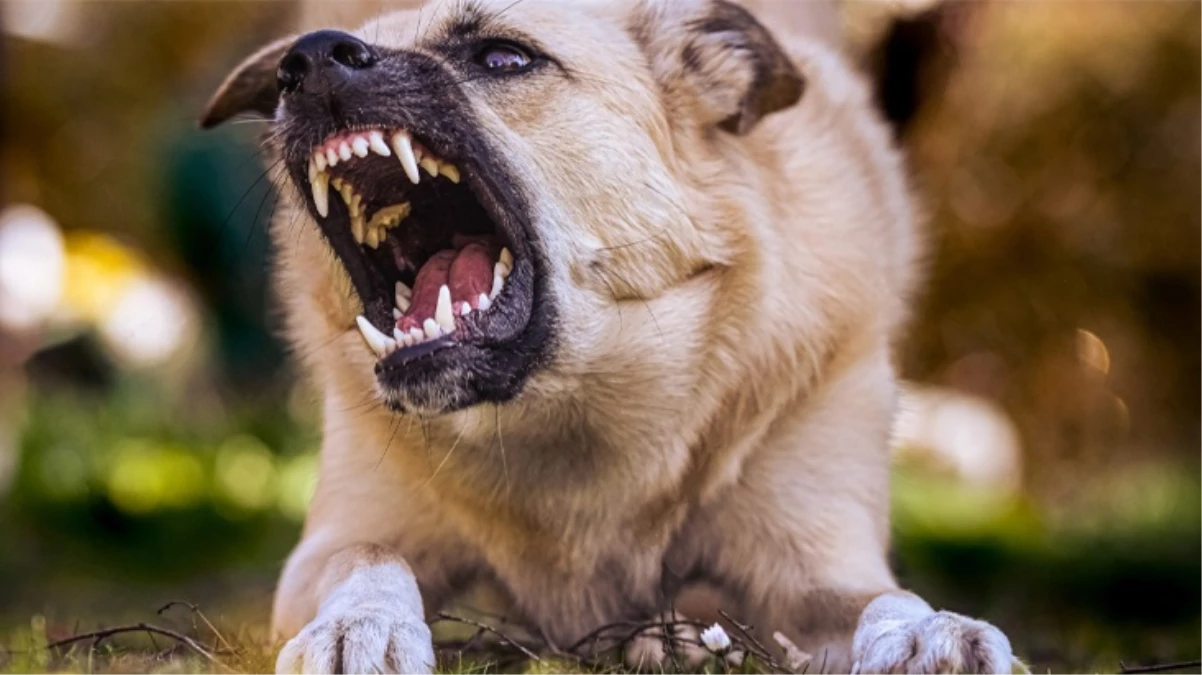 Kabir ziyaretinde çoban köpeklerinin saldırısına uğrayan 82 yaşındaki kadın hayatını kaybetti